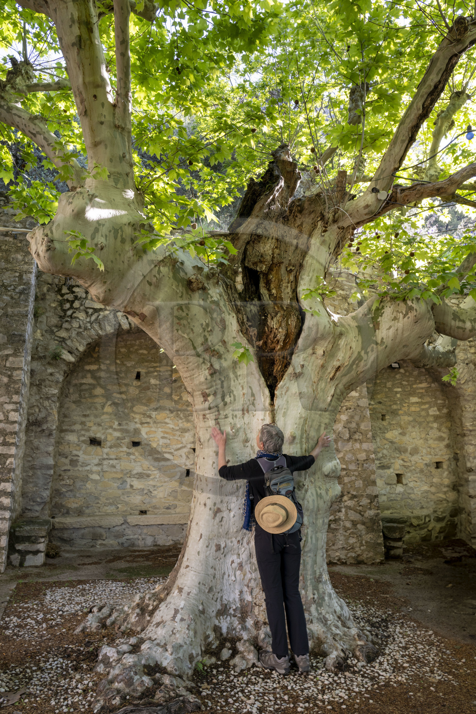 France, Vaucluse, Dentelles de Montmirail mountains, the medieval village of Séguret, labelled Les Plus Beaux Villages de France (The Most Beautiful Villages of France), the Place des Arceaux where enormous plane trees planted around 1860 intertwine their branches to form an arbor