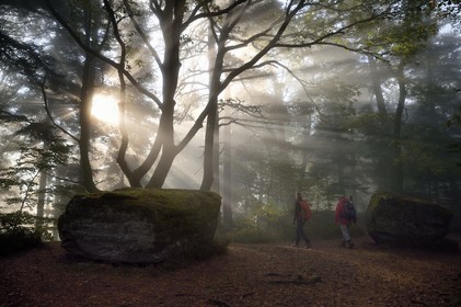 France, Bas Rhin, Mont Saint Odile, hike along the Pagan Wall, sandstone rock in the vestige of a wall probably from the Merovingian period with a total length of eleven kilometers