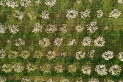 France, Meuse, Lorraine Regional Park, Cotes de Meuse, Vigneulles les Hattonchatel, mirabelliers (cherry-plum trees) in bloom (aerial view)
