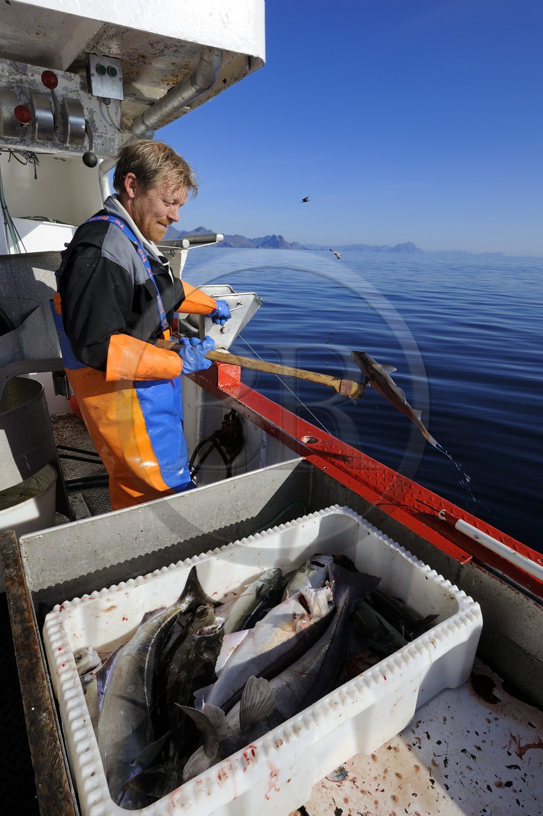 Norvège, Nordland, Îles Lofoten, pêche à la ligne professionnelle
