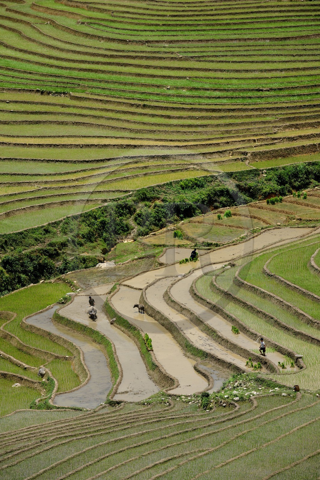 Vietnam, province de Lao Cai, région de Sapa, vallée de Ta Phin, culture de rizières en terrasses par la minorité Hmong Noir