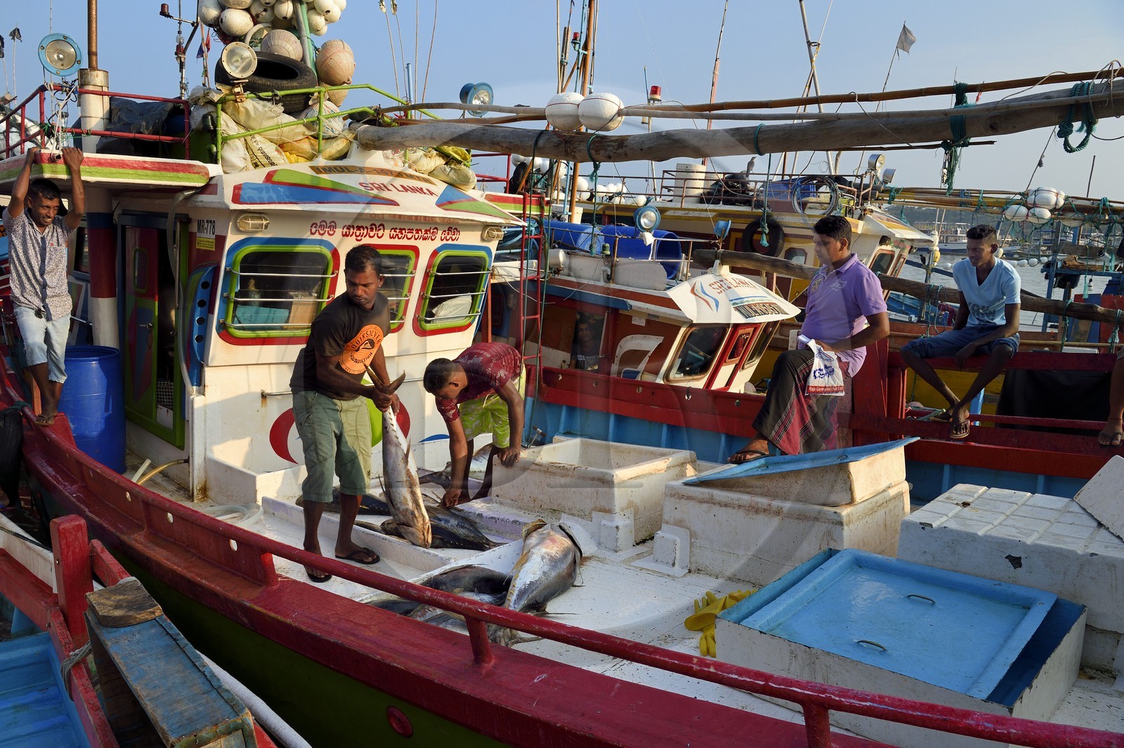 Sri Lanka, Province du Sud, Matara (district), Weligama, port de pêche de Mirissa, débarquement du poisson à l'aube