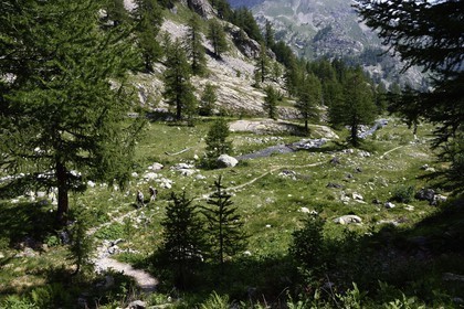 France, Alpes-Maritimes, parc national du Mercantour (Mercantour National Park), hikers on the Valmasque river valley trail