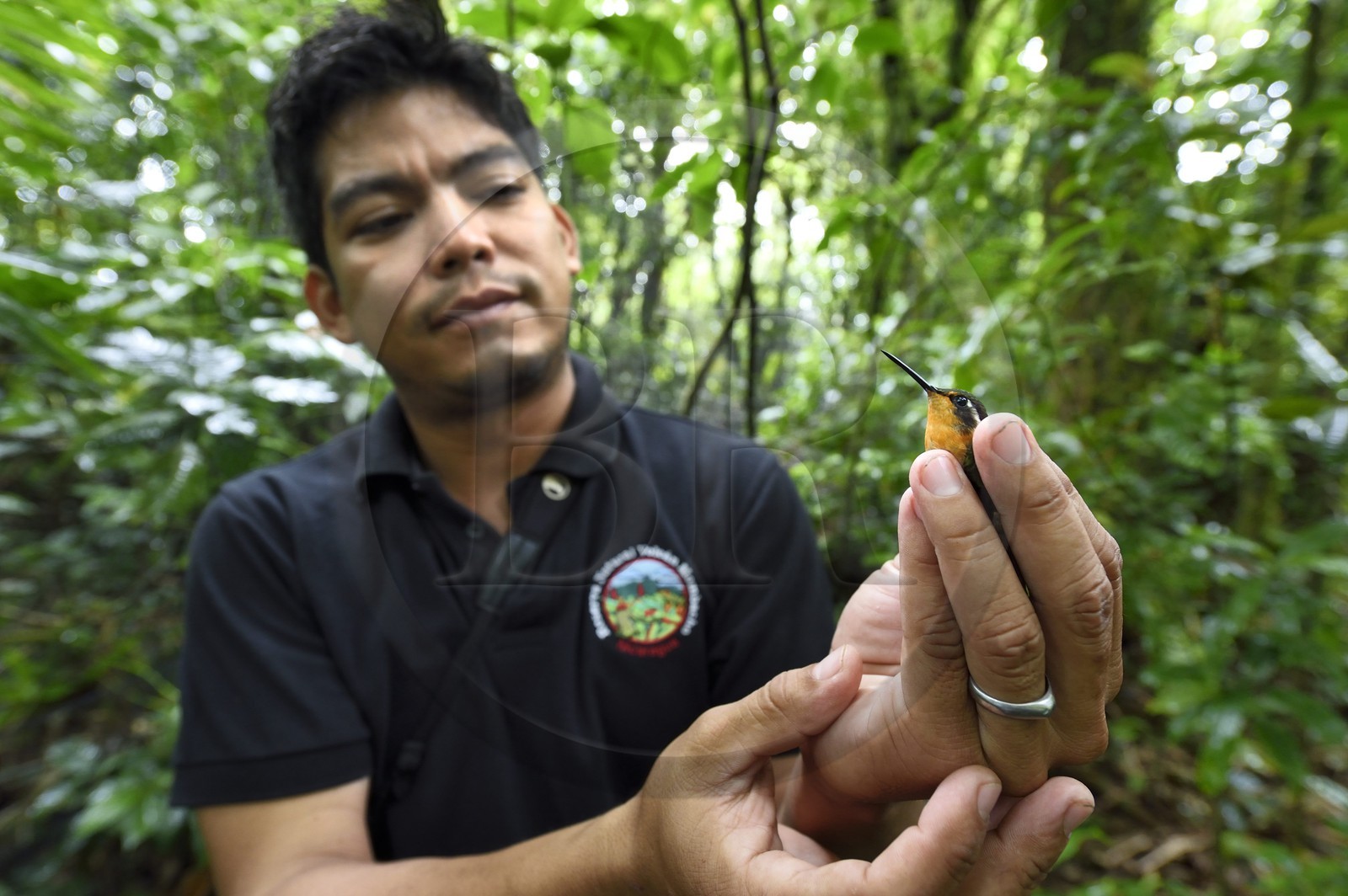 Nicaragua, département de Granada, Réserve naturelle du volcan Mombacho, le biologiste Roger Mendieta de l'ONG fondation Cocibolca ayant attrapé un colibri dans ses filets pour observation