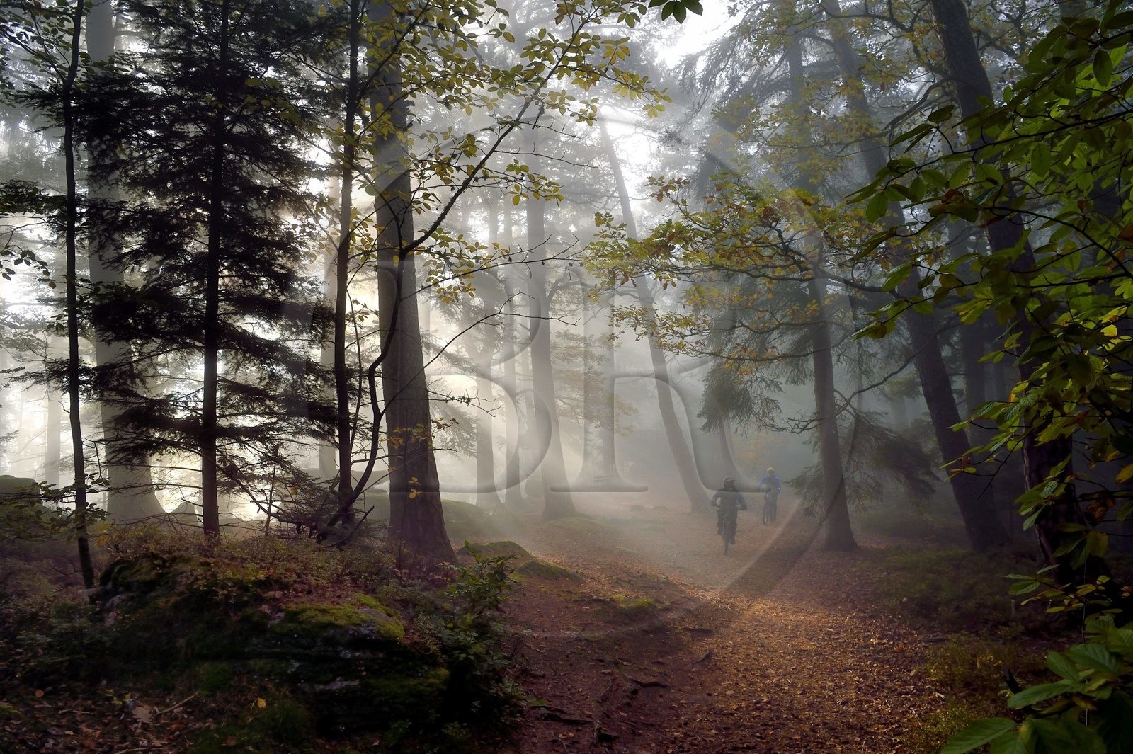 France, Bas-Rhin (67), Mont Saint-Odile, randonnée en VTT le long du Mur Païen