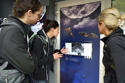 France, Bas-Rhin (67), Parc naturel régional des Vosges du Nord, Niedersteinbach, observation en direct sur un écran des combles de l'église qui abritent la plus grande colonie de grands murins d’Alsace pouvant aller jusqu'à 1000 femelles
