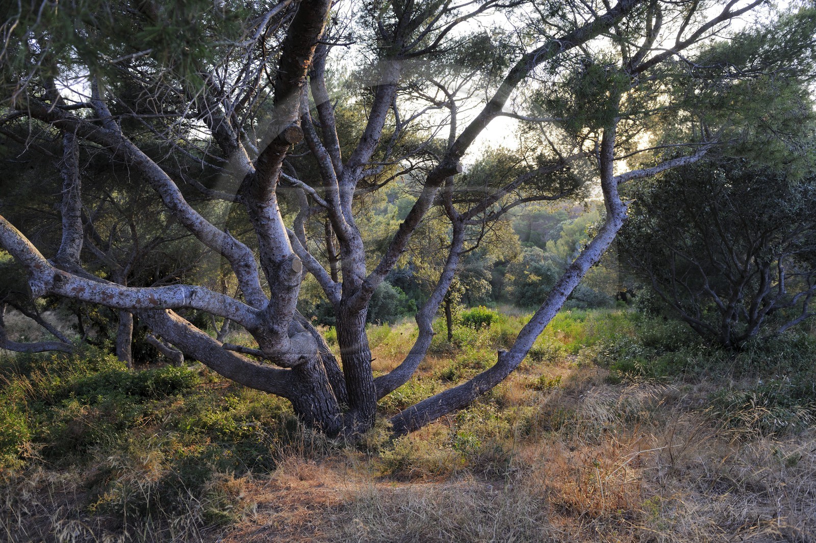 France, Var (83), presqu'île de Giens, végétation typique de la côte vers la Tour Fondue