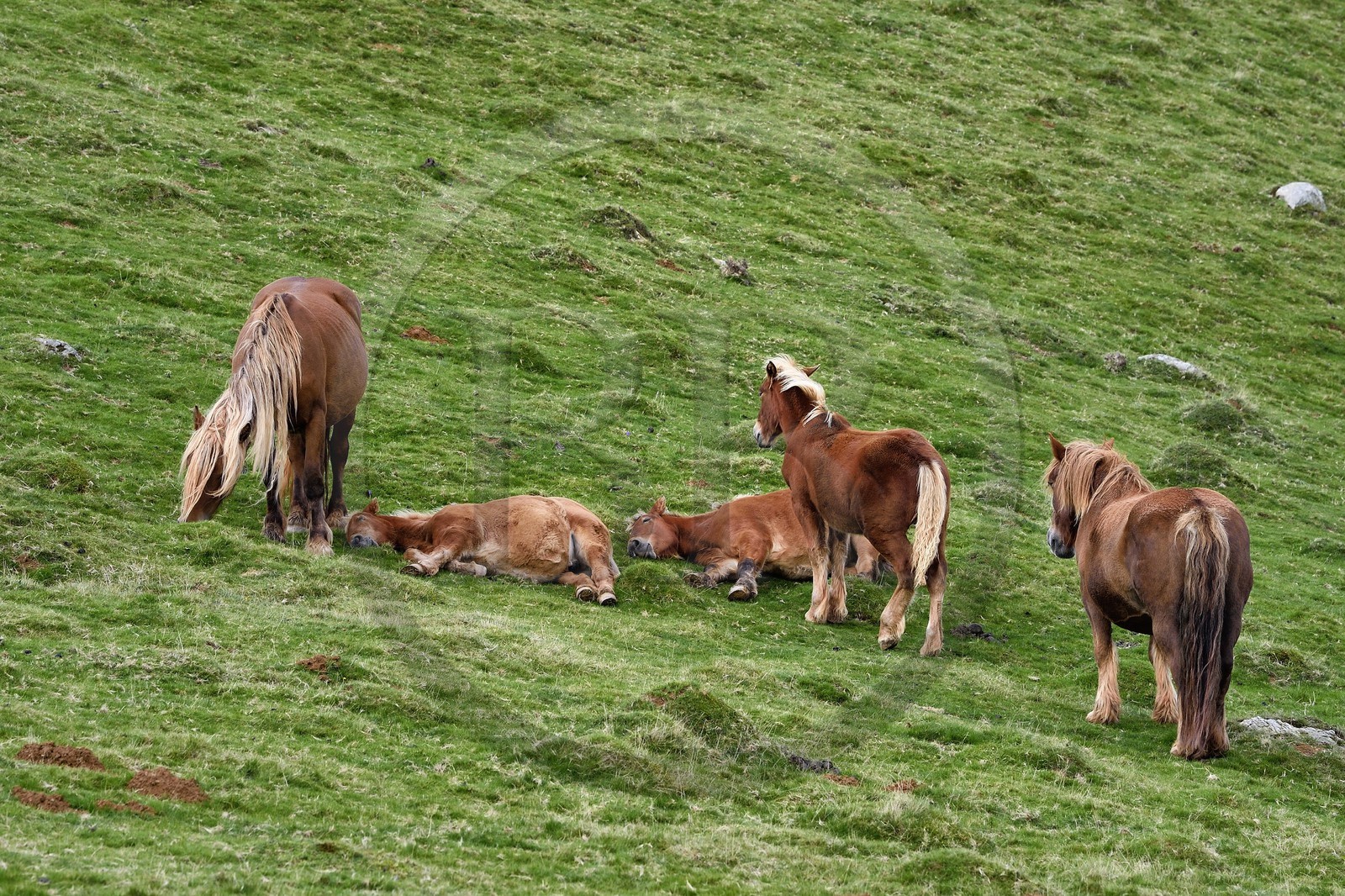 France, Pyrénées-Atlantiques (64), Pays-Basque, chemin de Saint-Jacques de Compostelle sur le GR 65 entre Saint-Jean-Pied-de-Port et Roncevaux, poneys pottok vivant principalement dans les Pyrénées à l'ouest du Pays basque