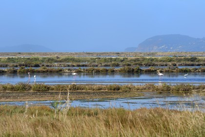 France, Var, Hyeres, Etang des Pesquiers, flamingos in the former saline