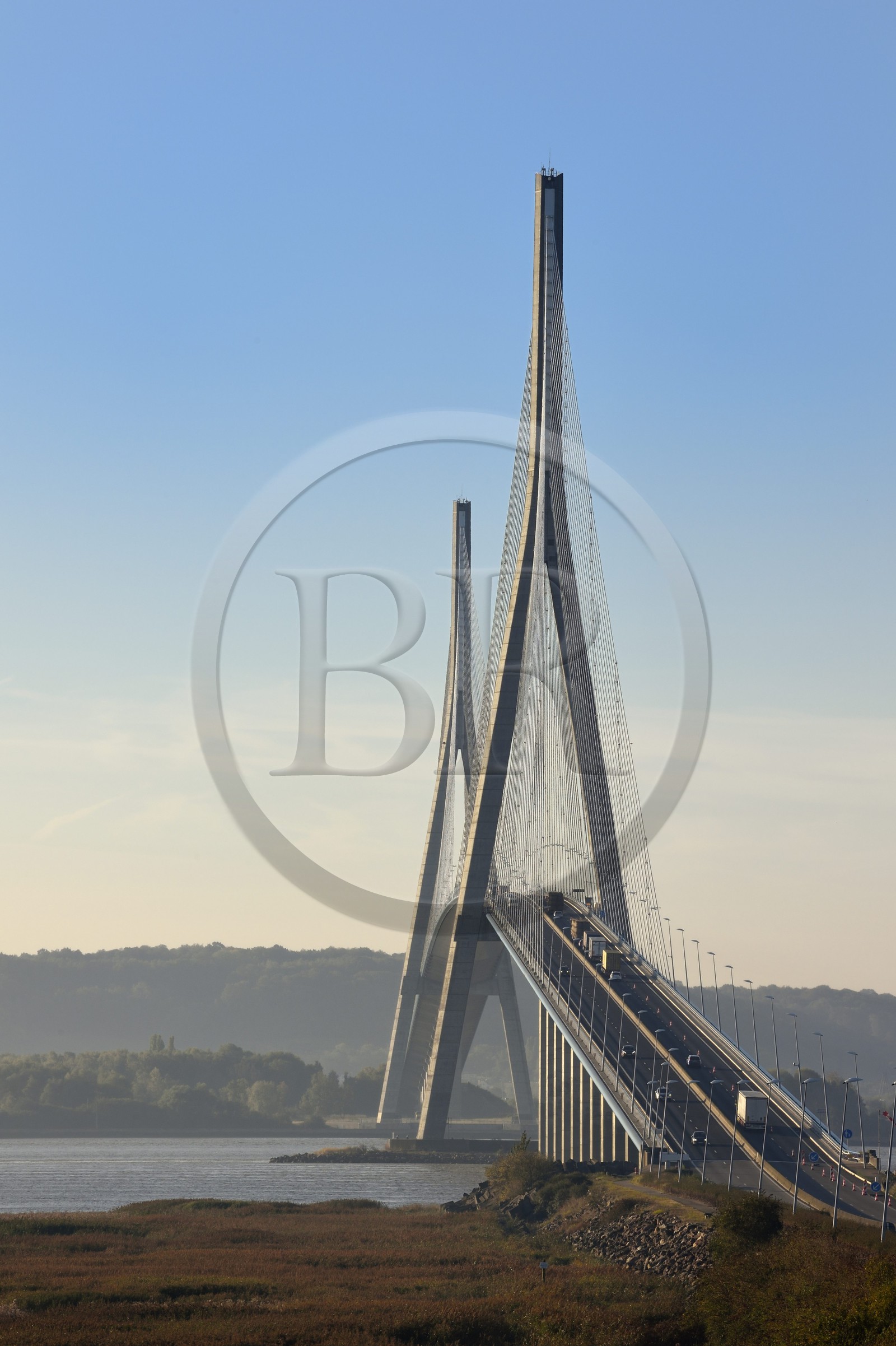 France, Seine-Maritime (76), Réserve Naturelle de l'estuaire de la Seine et pont de Normandie, la roselière au premier plan