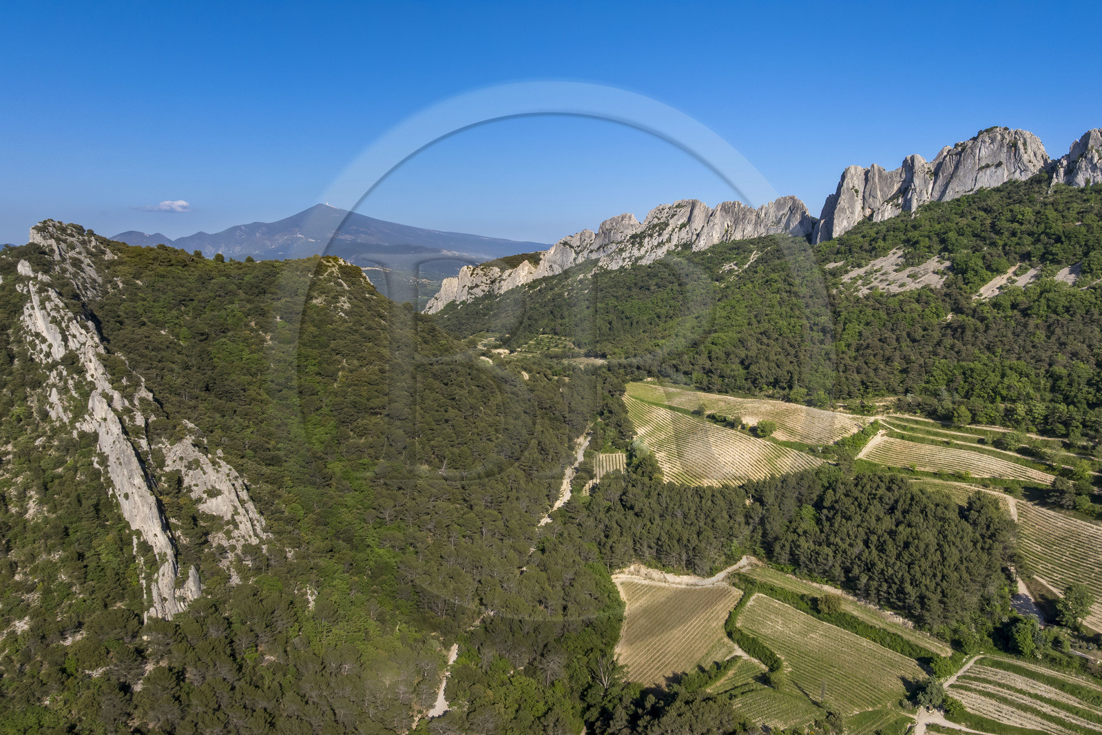 France, Vaucluse, Dentelles de Montmirail mountains, the mountain of the Dentelles Sarrasines and the terraced vineyards at the Cayron pass, Mont Ventoux in the background (aerial view)