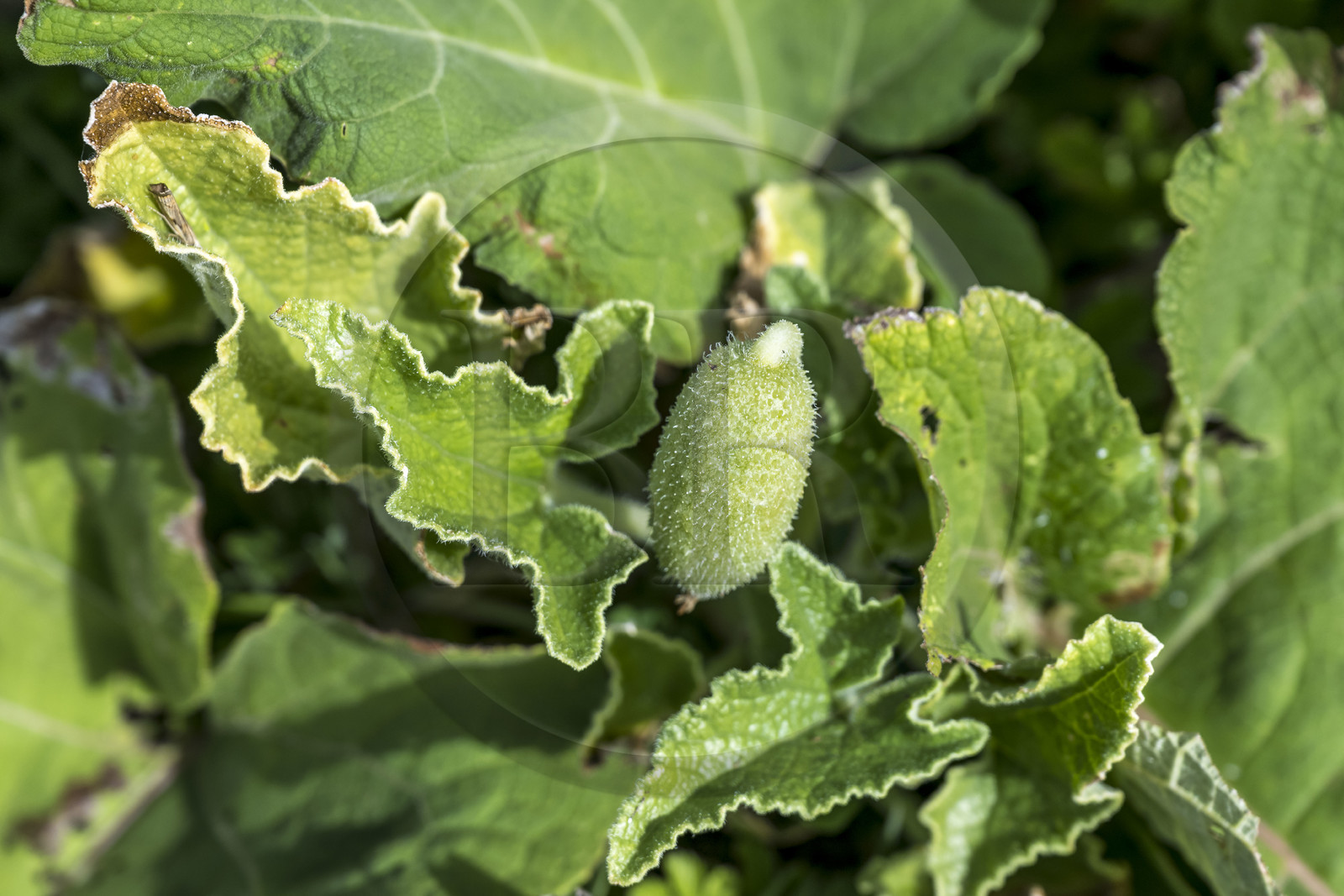 France, Charente-Maritime (17), Port-des-Barques, Ile Madame, cornichon sauteur  (Ecballium elaterium) France, Charente Maritime, Port des Barques, Ile Madame,  exploding cucumber (Ecballium elaterium)