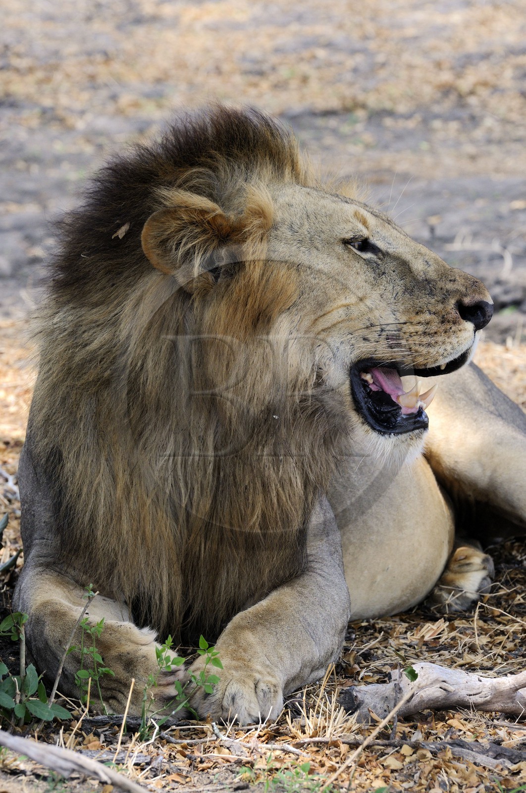 Tanzania, Selous Game Reserve is one of the largest fauna reserves of the world and designated a UNESCO World Heritage Site in 1982, lion (Panthera leo)