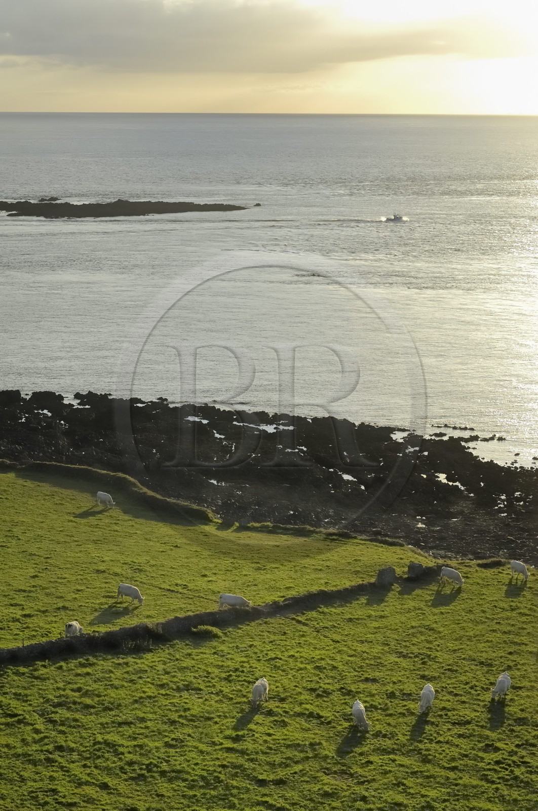 France, Manche (50), Cap de la Hague, le petit port de Goury, vaches dans les prés