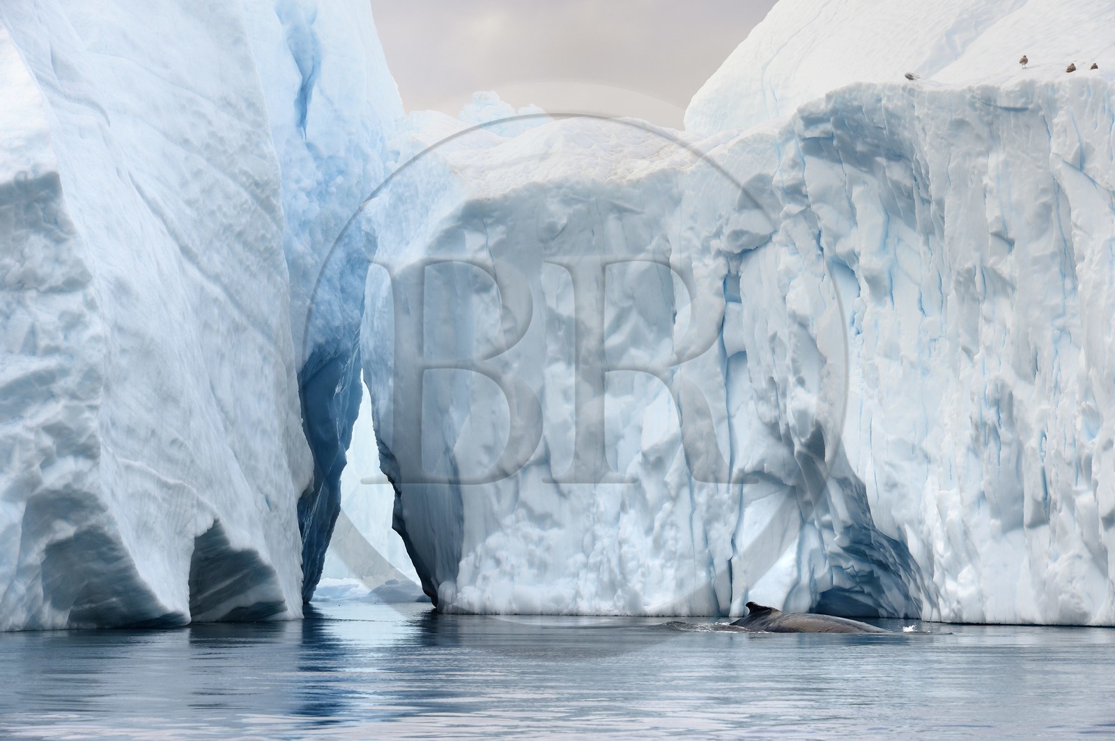 Groenland, cote ouest, baie de Disko, Ilulissat, fjord glacé classé Patrimoine Mondial de l'UNESCO qui est l’embouchure maritime du glacier Sermeq Kujalleq, baleine à bosse ou rorqual à bosse (Megaptera novaeangliae)