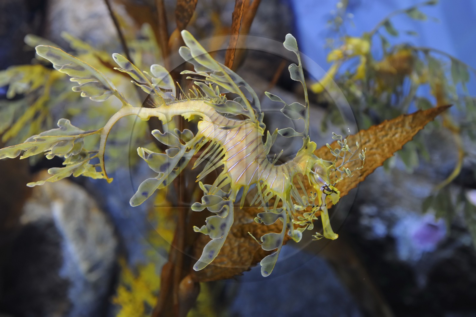 Etats-Unis, Californie, Monterey, le Monterey Bay Aquarium dans Cannery Row, dragon des mers feuillu male