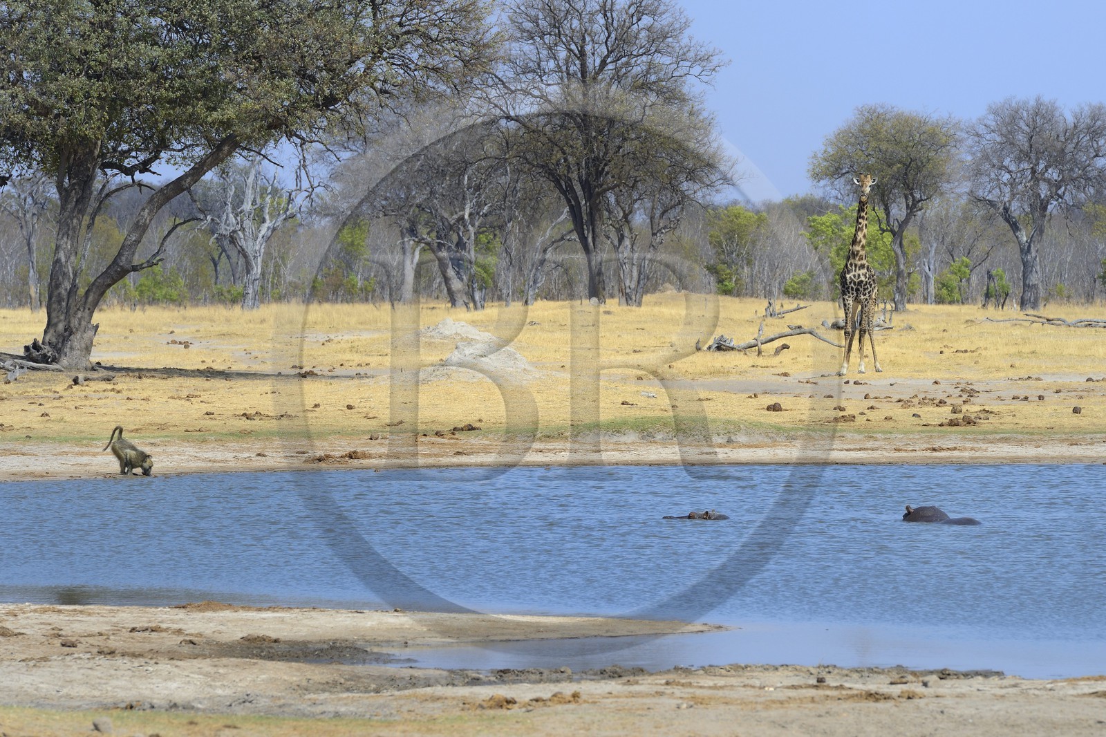 Zimbabwe, province de Matabeleland septentrional, parc national Hwange, une girafe (Giraffa camelopardalis), un hippopotame (Hippopotamus amphibius) et un babouin buvant point d'eau