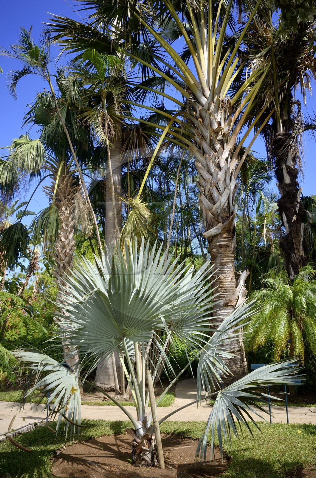 France, Ile de la Reunion, côte ouest, Saint-Gilles-Les-Bains (commune de Saint-Paul), le Jardin d'Eden, jardin botanique