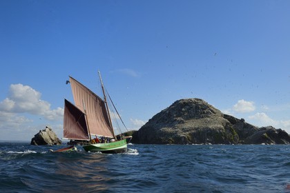 France, Cotes-d'Armor, Perros-Guirec, Sept-Iles Archipelago and bird sanctuary, the traditional sailboat Sant C'hireg (Saint Guirec) in front of Rouzic island and it's northern gannets colony (Morus bassanus)