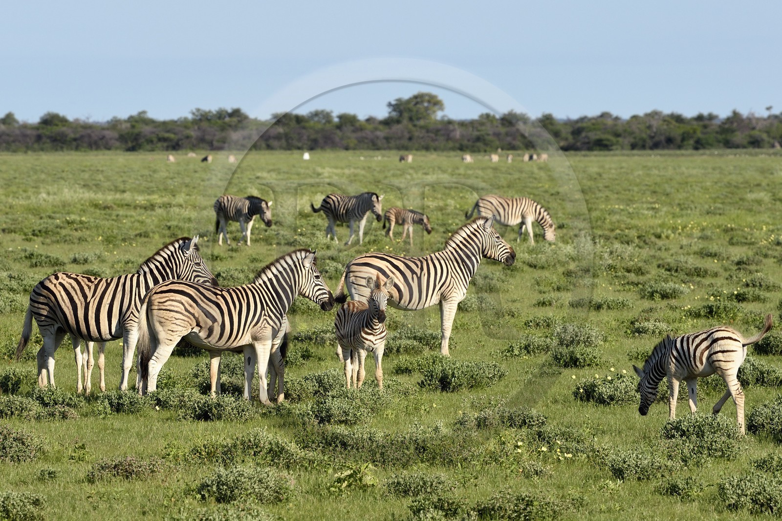 Namibie, région de Oshikoto, Parc National d'Etosha, zèbres de Burchell (Equus burchellii)