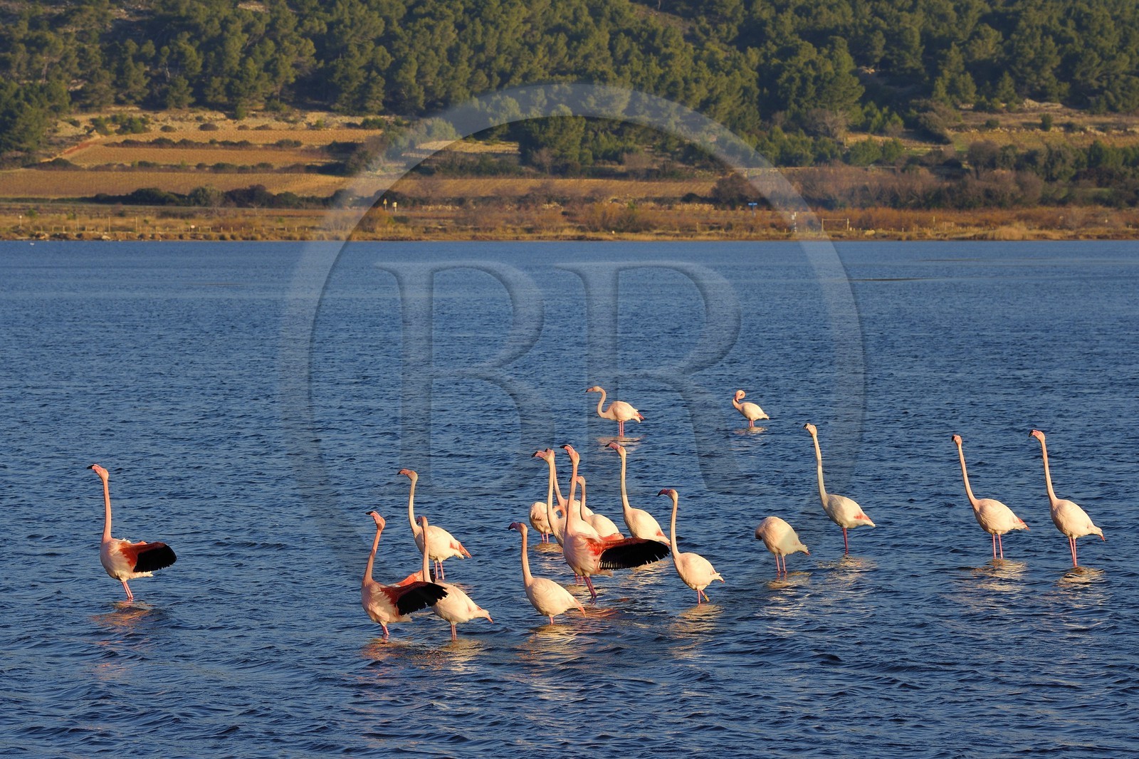 France, Aude (11), Narbonne, les Corbières, Gruissan, Flamants roses (Phoenicopterus roseus)