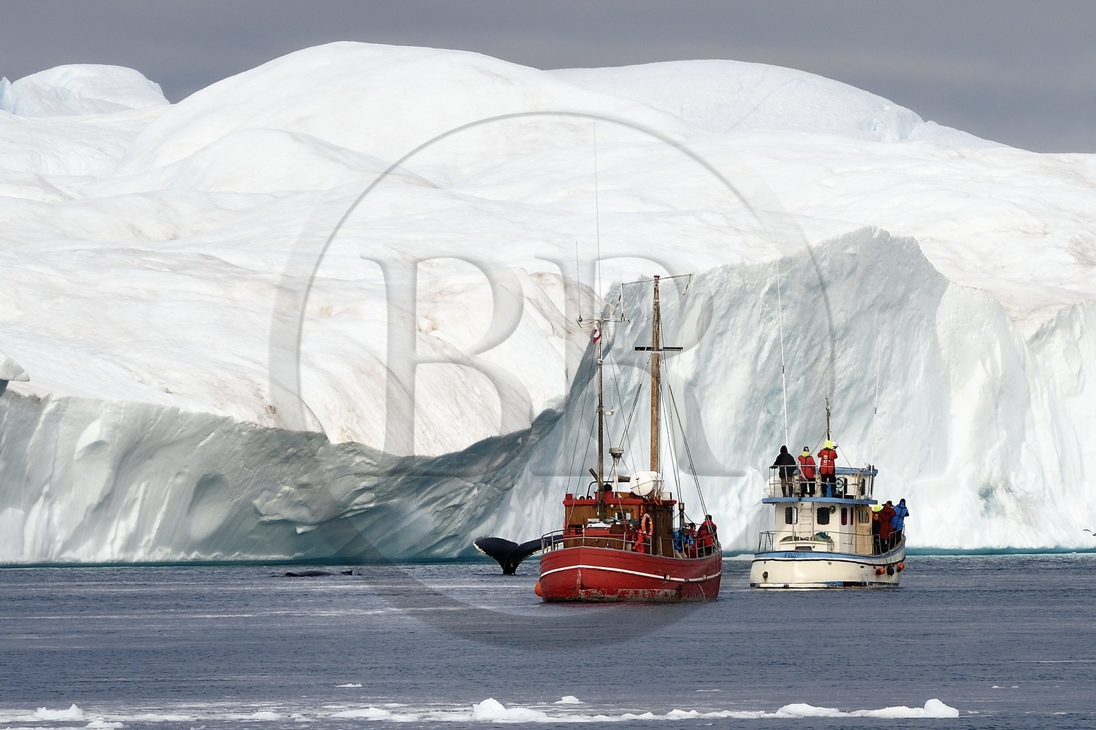 Groenland, cote ouest, baie de Disko, Ilulissat, fjord glacé classé Patrimoine Mondial de l'UNESCO qui est l’embouchure maritime du glacier Sermeq Kujalleq, ancien bateau de pêche reconverti pour la découverte des icebergs et l'observation des baleines à bosse ou rorquals à bosse (Megaptera novaeangliae)