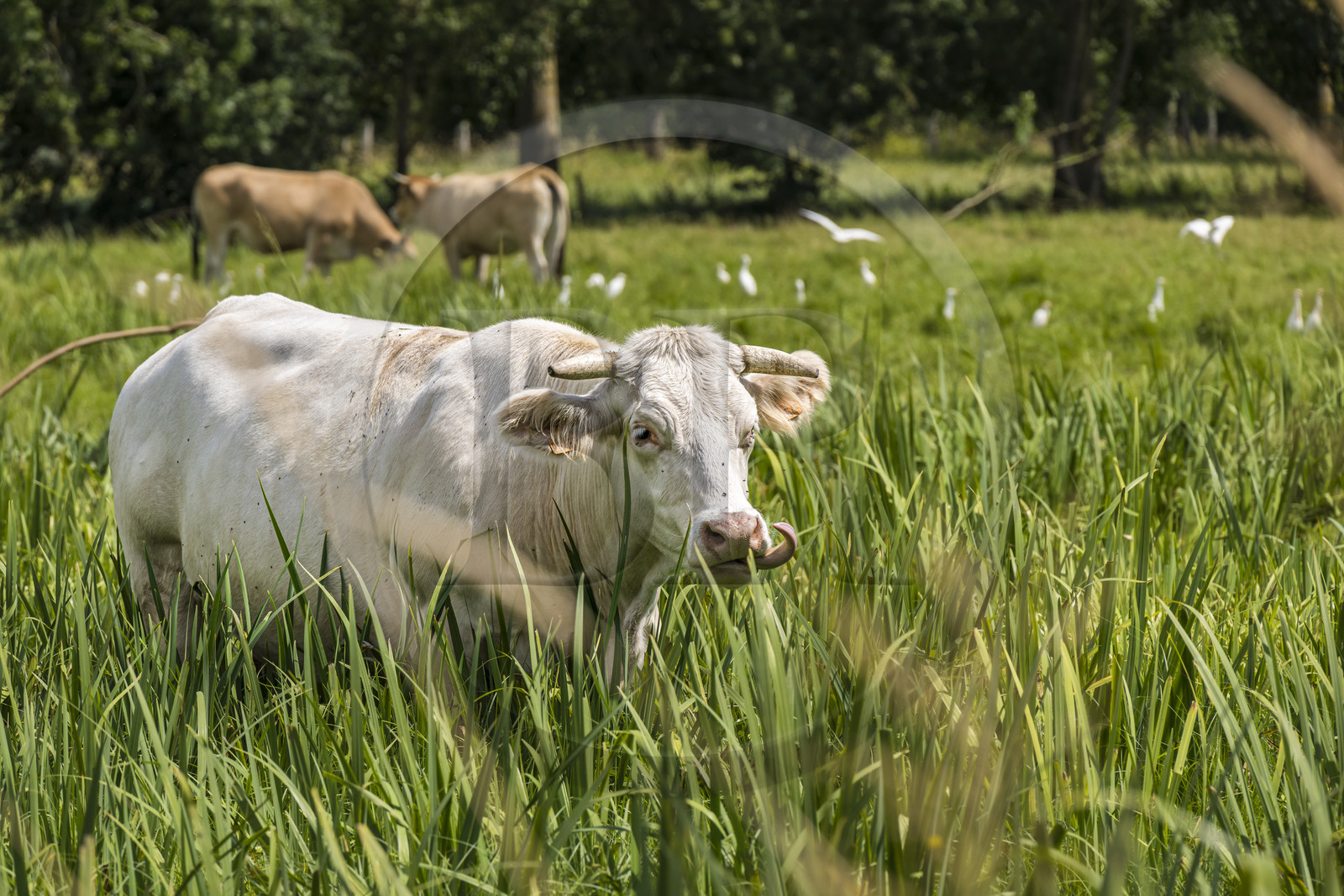 France, Deux-Sèvres, le Marais Poitevin, Green Venice, Le Vanneau-Irleau, herd of cows surrounded by cattle egrets (Bubulcus ibis)