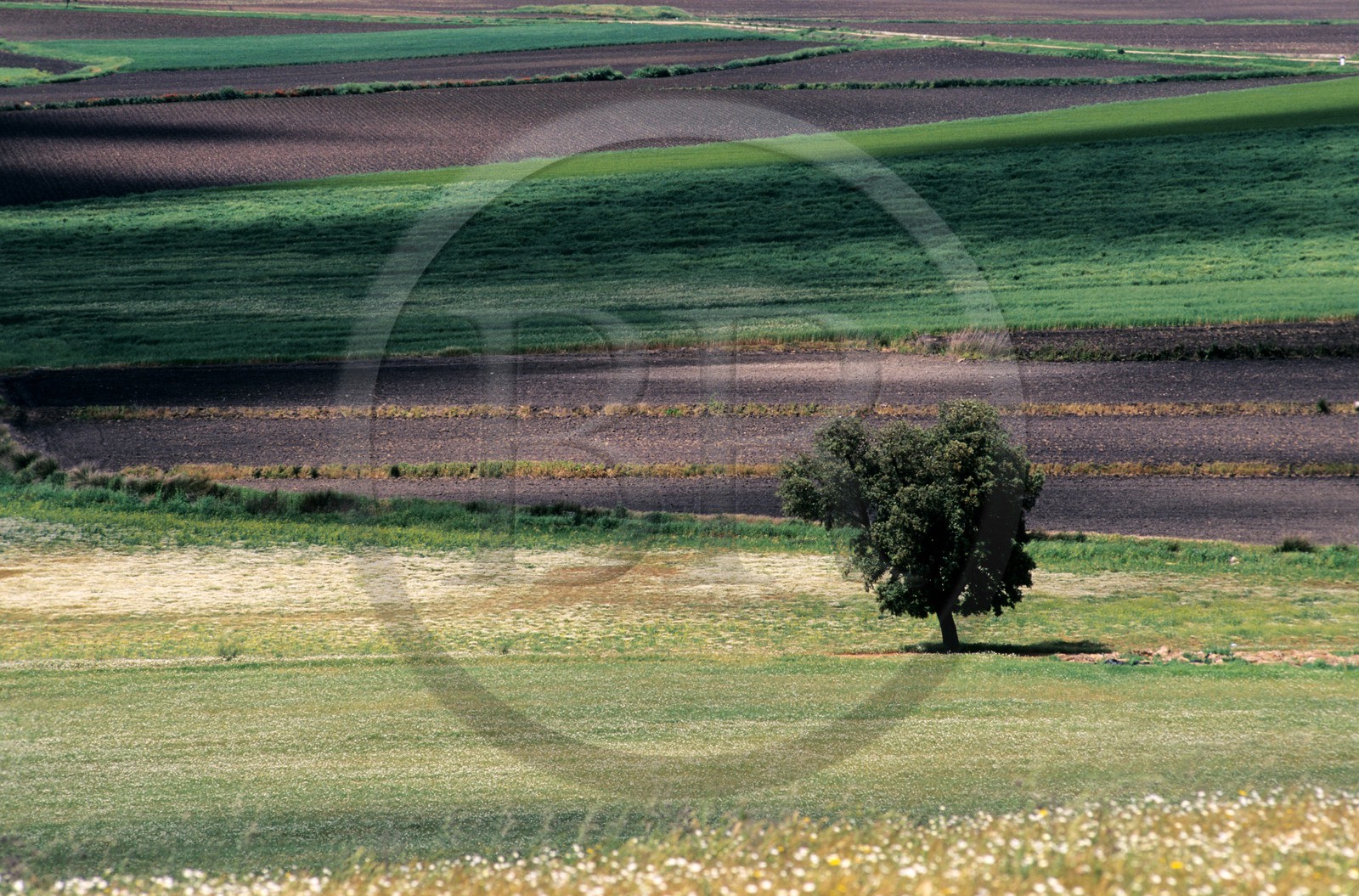 Spain, Estremadura, landscape of the plain to the north of Don Benito, view of the Sierra del Villar