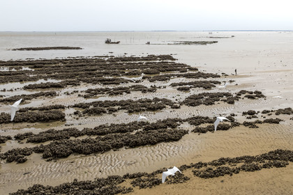 France, Charente-Maritime (17), Ile d'Oléron, Dolus-d’Oléron, les parcs du bassin de Marennes-Oléron dans le Pertuis d'Antioche, Nadia Quillet et son mari Eric récupèrent des poches de crassostrea gigas dans leurs parcs à huîtres à marée descendantevol d'Aigrette-Garzettes (vue aérienne)