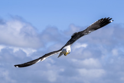 France, Finistère (29), Pays des Abers, Ile Vierge dans l'archipel de Lilia, goéland