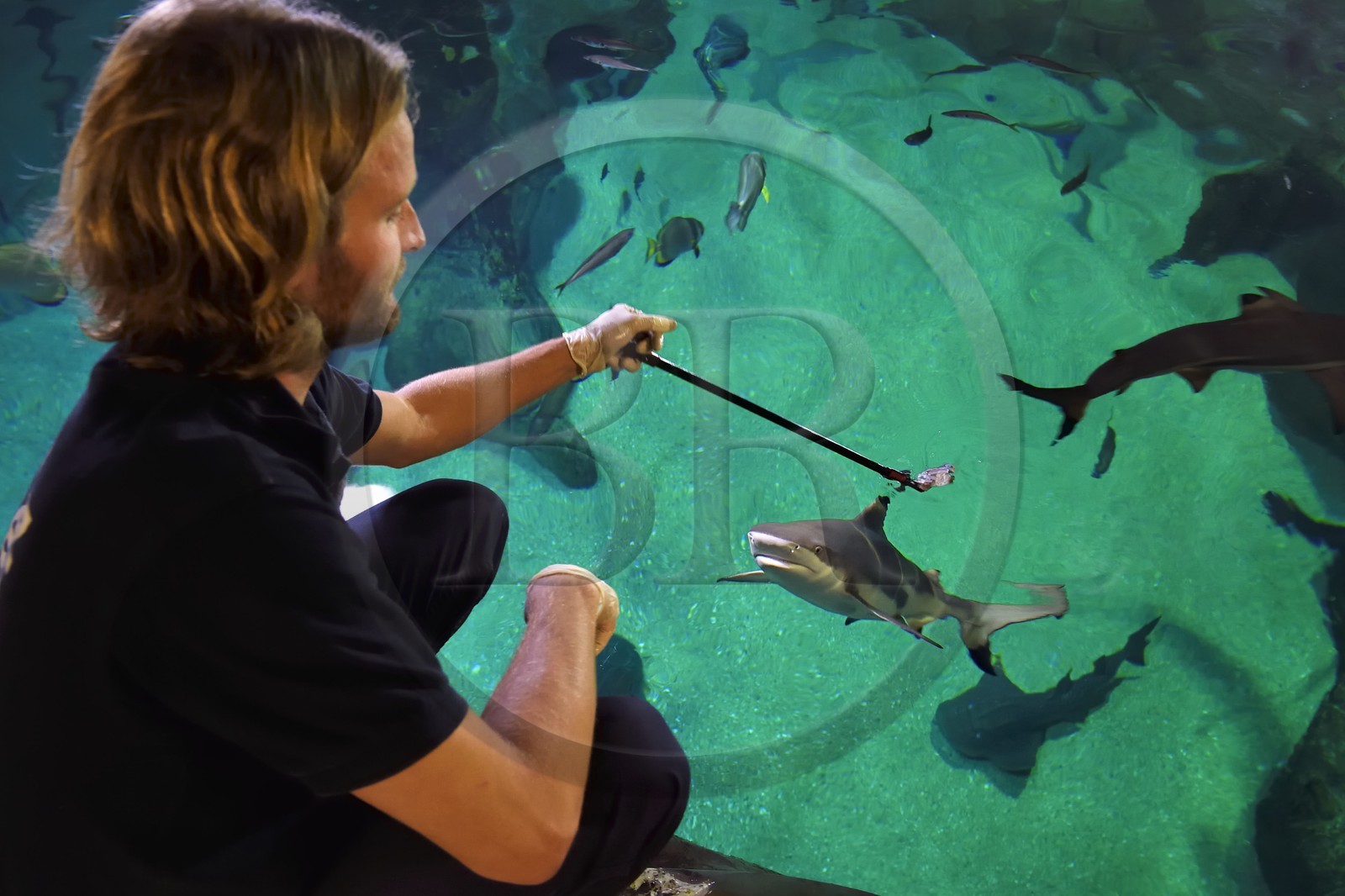 France, Pyrenees Atlantiques, Basque Country, Biarritz, Aquarium - the Sea Museum, Jean Baptiste Nurenberg feeding a blacktip reef shark (Carcharhinus melanopterus)