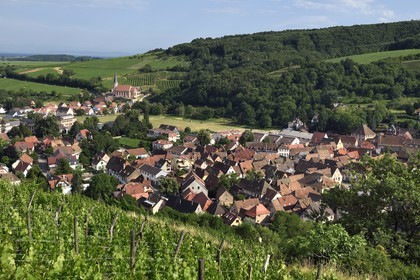 France, Bas-Rhin (67), Route des vins d'Alsace, Andlau, point de vue sur le village et la chapelle Saint-André en bordure du vignoble