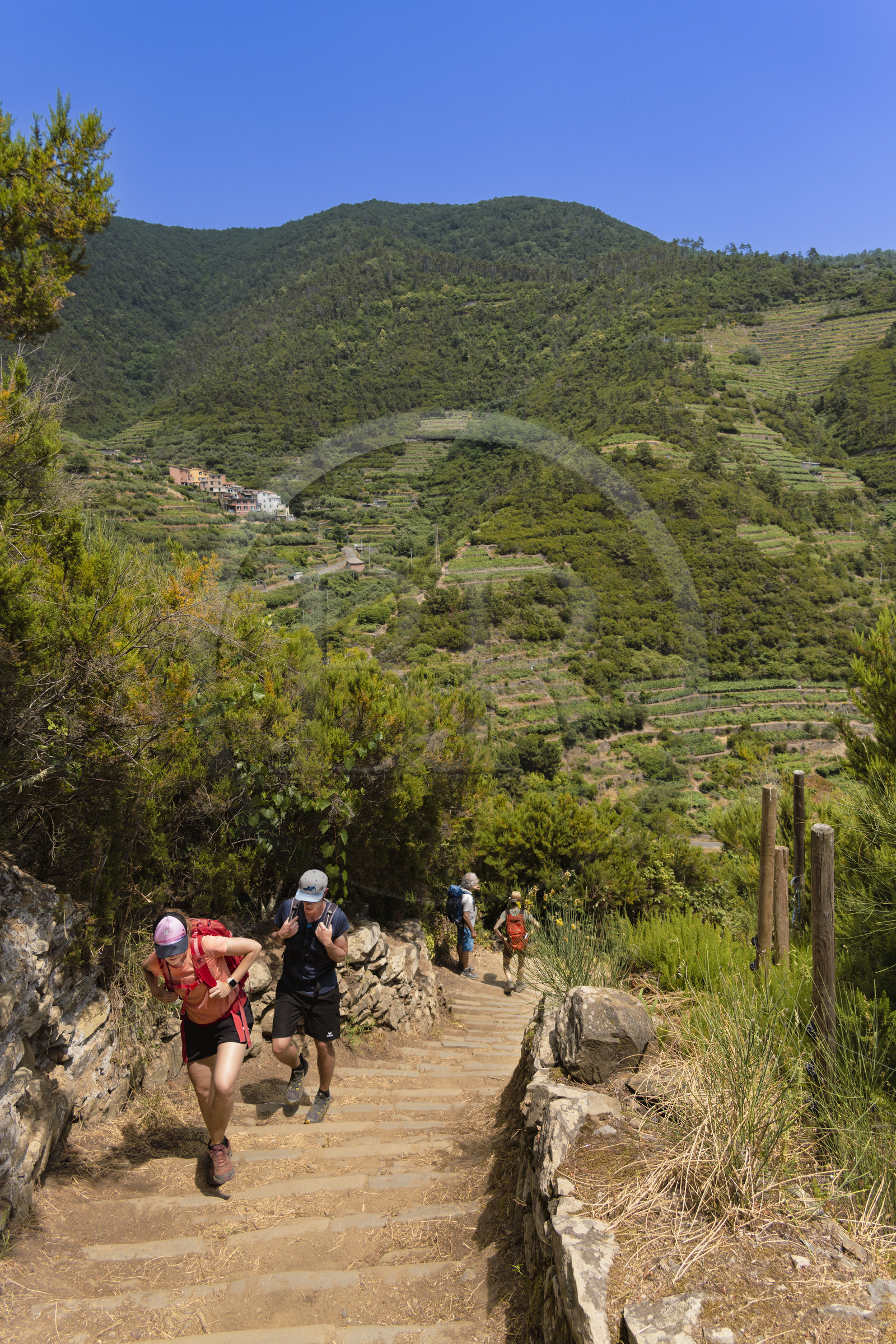 Italie, Ligurie, Cinque Terre, parc national des Cinque Terre classé Patrimoine Mondial de l'UNESCO, randonneurs sur le sentier GR 586 passant dans le vignoble en terrasse entre Volastra et Manarola