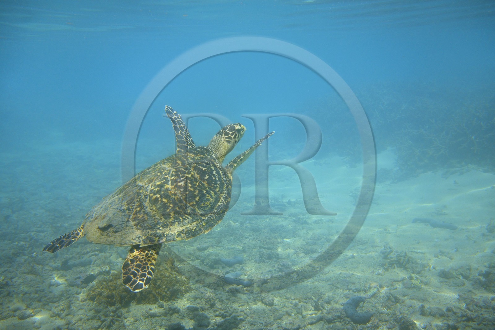 France, Ile de la Reunion, Côte Ouest, Saint-Gilles-Les-Bains (commune de Saint-Paul), le récif corallien du lagon de l'Ermitage, tortue verte (Chelonia mydas) (vue sous-marine)