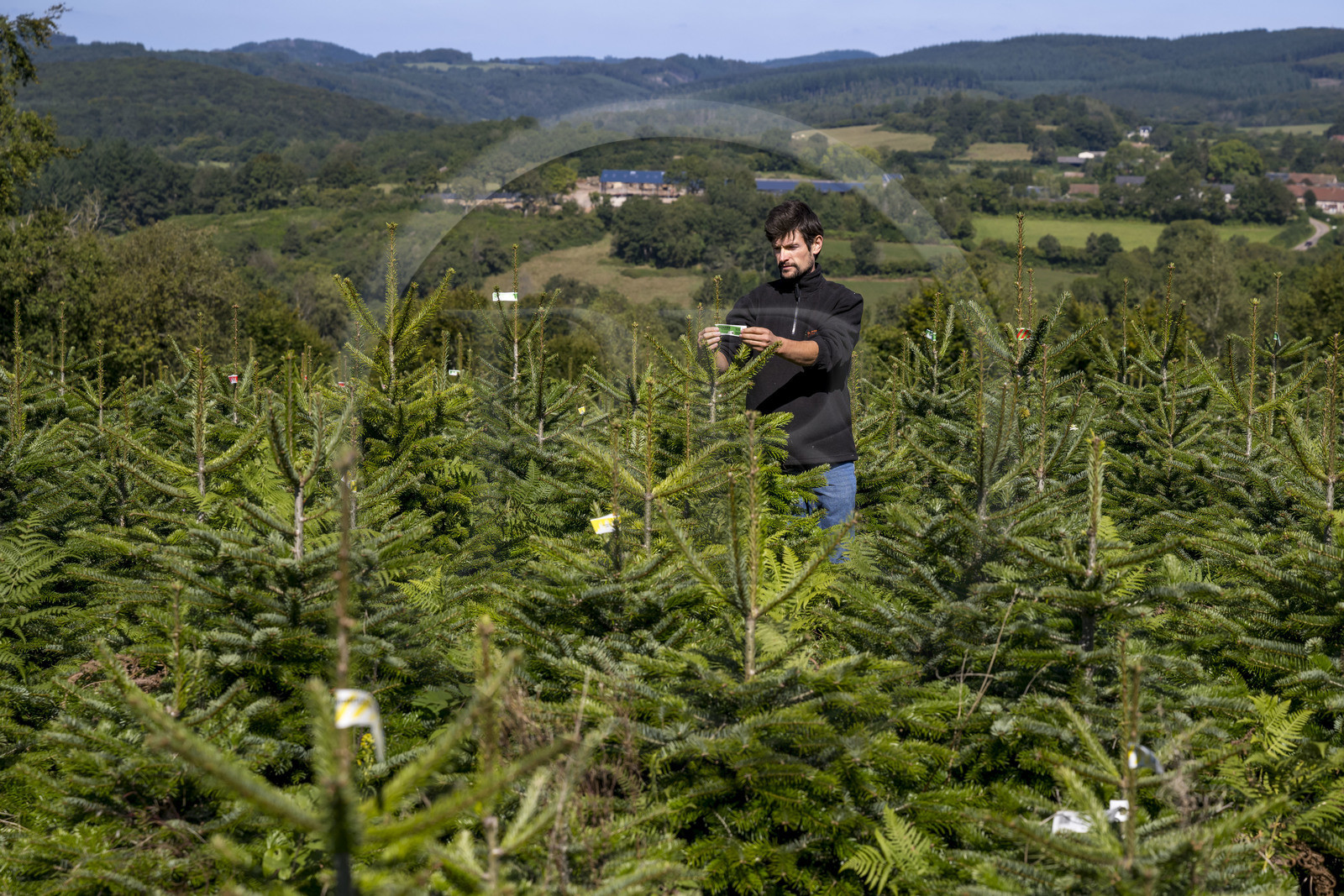 France, Nièvre (58), Parc naturel régional du Morvan, Gouloux, établissement Marchand (scierie, saboterie et boissellerie), Pierre Marchand sur son terrain de production de sapins de Noël de Nordmann et d’épicéas issus d’une production arboricole raisonnée et durablement gérée