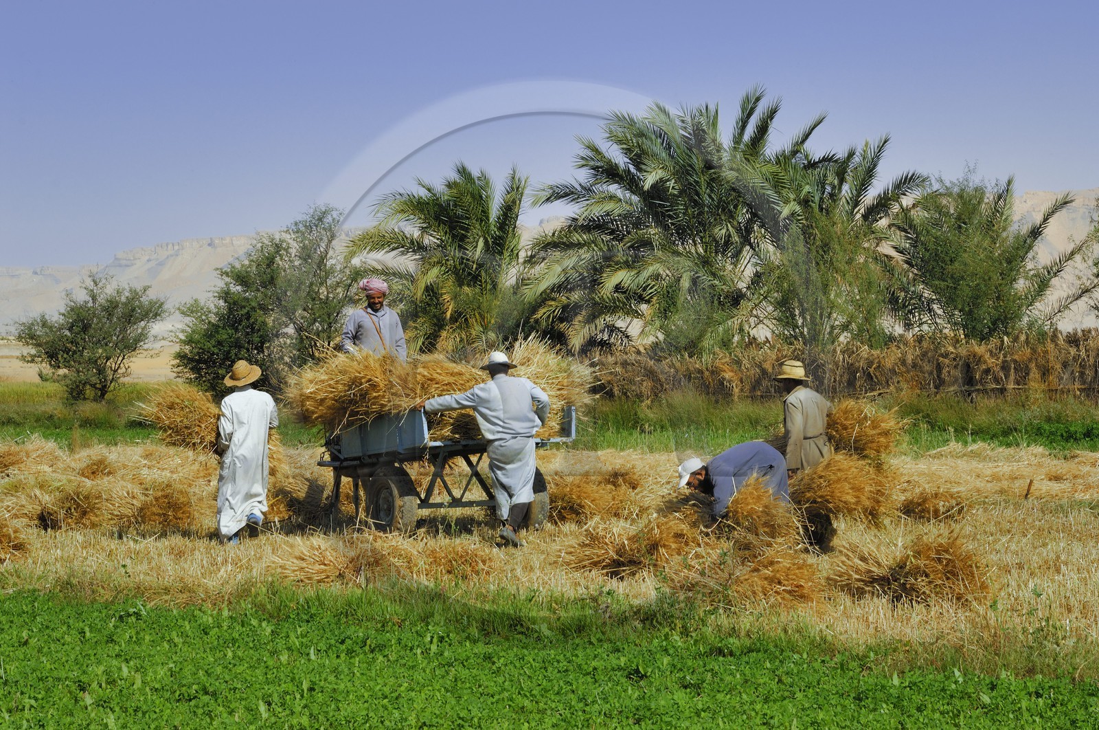 Egypte, désert libyque, oasis de Dakhla, travaux des champs