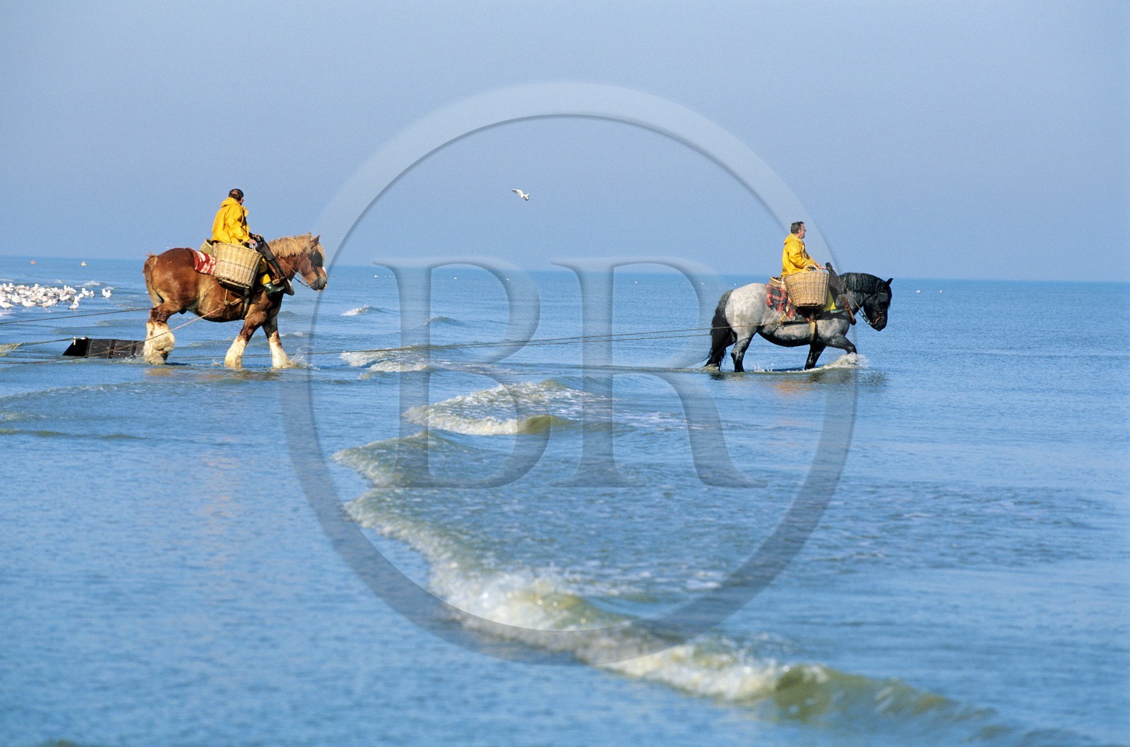 Belgium, West Flanders, the last shrimps fishermen on horses on the beach of Oostduinkerke