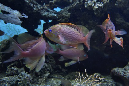 France, Var (83), Ile des Embiez, l'institut océanographique Paul Ricard, Barbier (Anthias anthias)