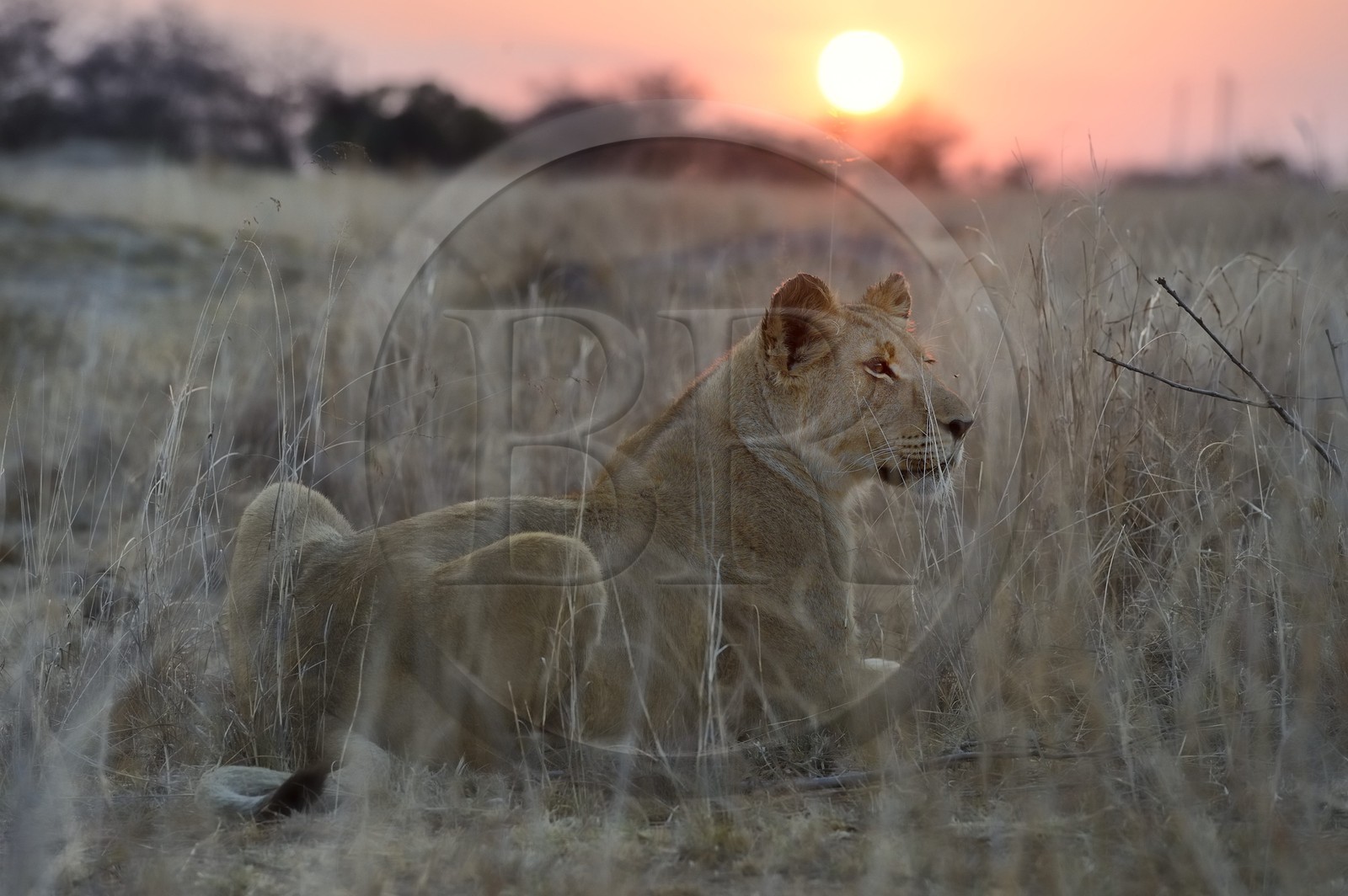Zimbabwe, Midlands Province, Gweru, Antelope Park home to ALERT (African Lion and Environmental Research Trust), young lioness (panthera leo)