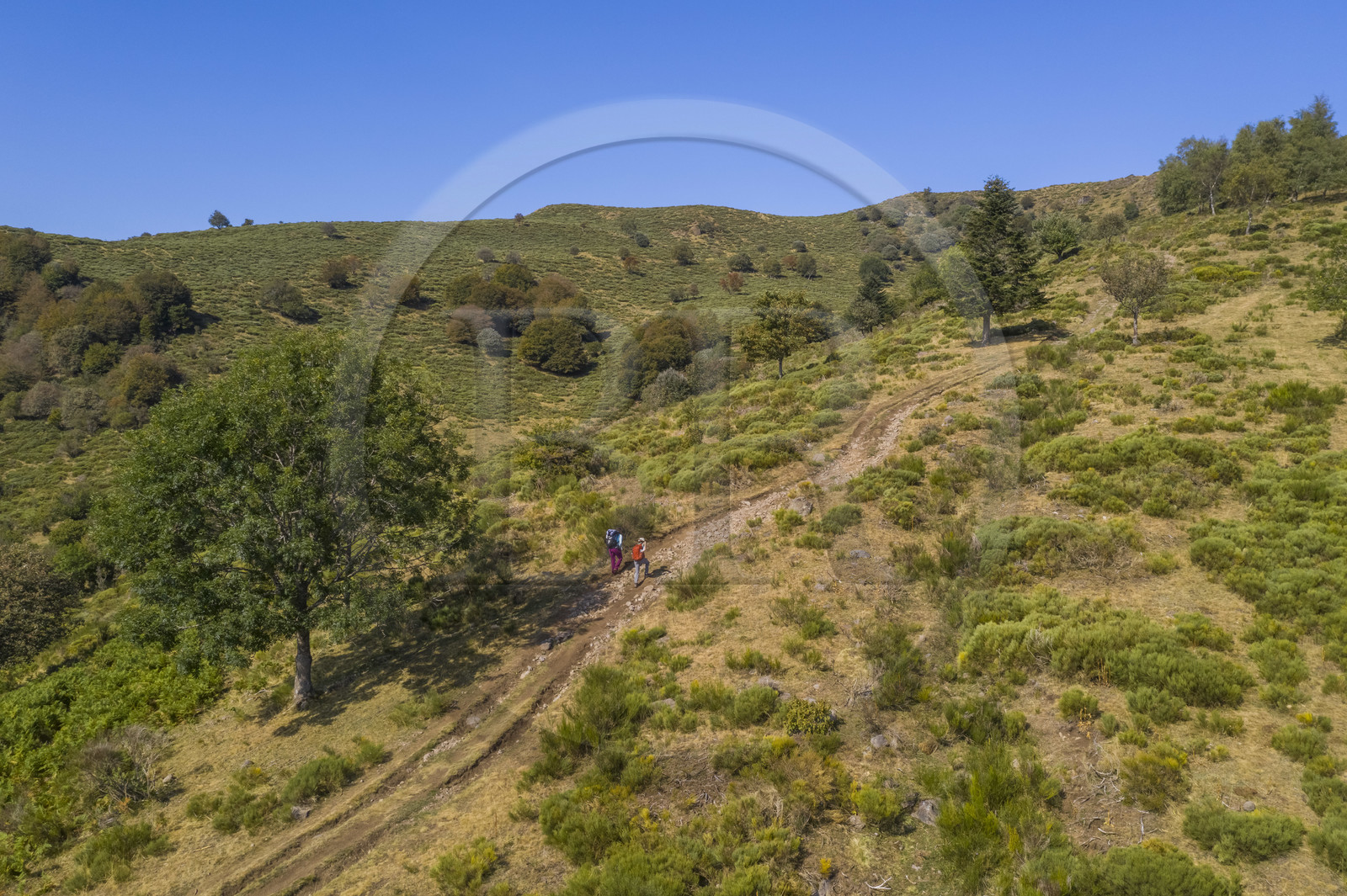 France, Cantal, Parc Naturel Régional des Volcans d'Auvergne (regional nature park of Auvergne volcanoes), Laveissière, on the Way of St. James to Santiago de Compostela by Via Arverna, hikers on the mountain pastures off the slopes of Puy de Seycheuse (aerial view)