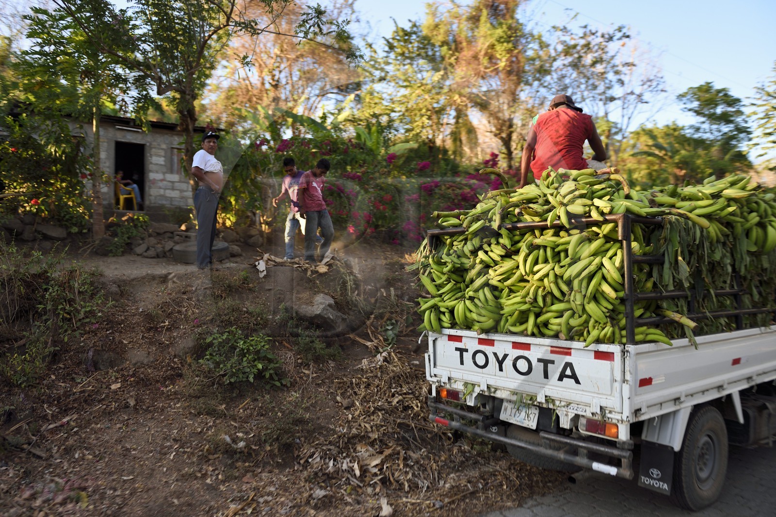 Nicaragua, Ile d'Ometepe sur le lac Nicaragua, un camion chargé de bananes plantain, principale production de l'Ile