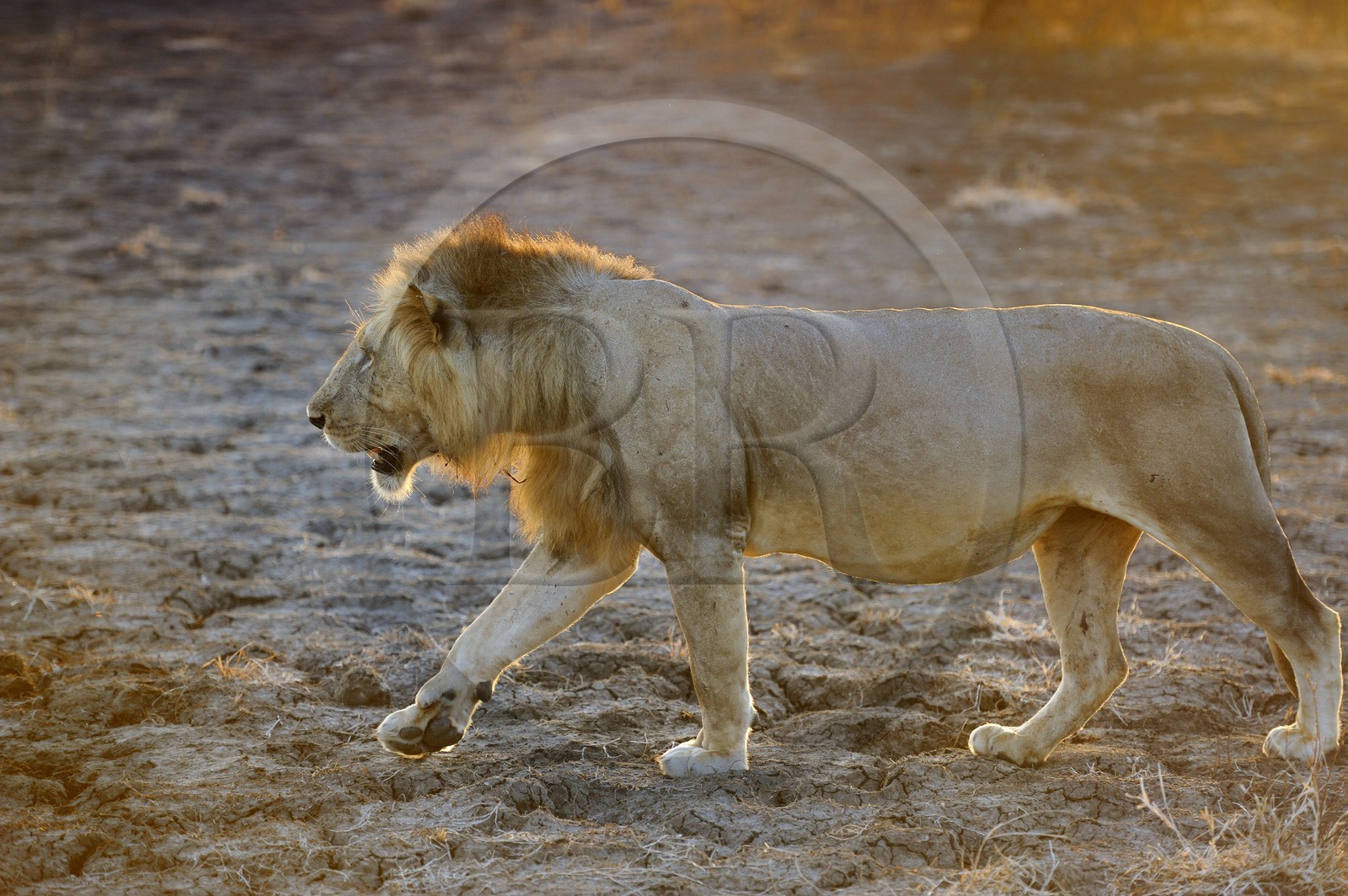 Tanzanie, Reserve de gibier de Selous une des plus grandes zones protégées au monde et inscrite sur la liste du patrimoine mondial de l’Unesco depuis 1982, lion (Panthera leo)