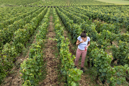France, Côte-d'Or (21), les climats de Bourgogne classés Patrimoine Mondial de l'UNESCO, Côte de Beaune, Beaune, parcelle Les Grèves plantée en 1er cru de Beaune, la régisseur et vinificatrice des Hospices de Beaune Ludivine Griveau mesure le degré d'alcool du raisin avec son réfracteur, goûte la peau et la pulpe des grains, surveille les grappes et l’apex