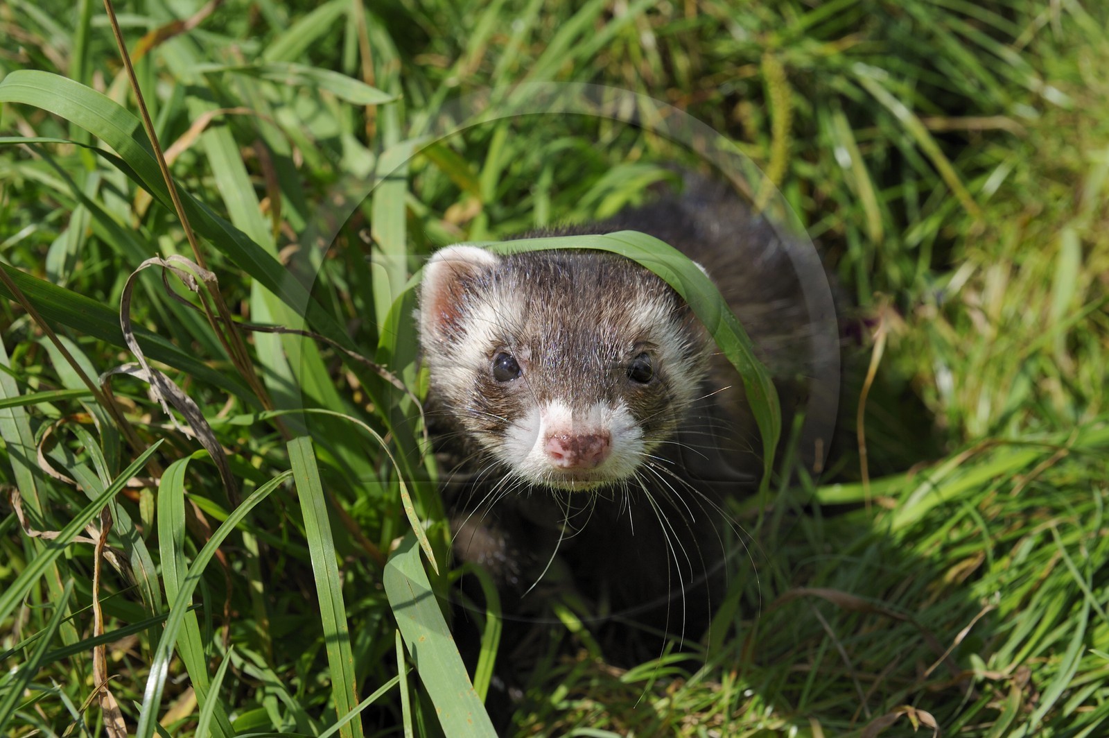France, Paris (75), le Bois de Boulogne, furet (Mustela putorius furo) domestiqué
