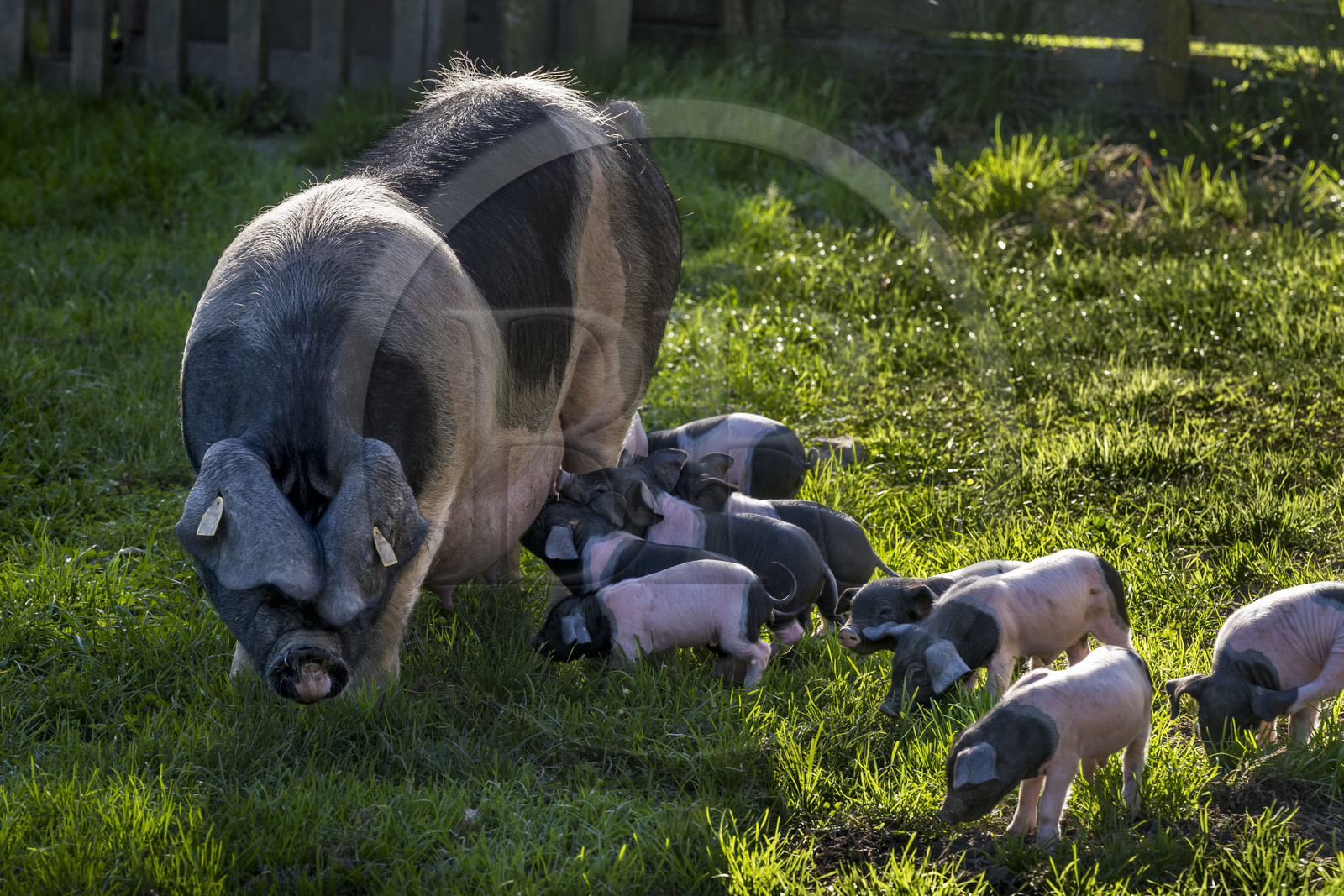 France, Pyrenees Atlantiques, Basque Country, Aldudes valley, Pierre Oteiza free range breeding of Basque black pigs for the production of Kintoa AOC ham, joung sow and piglets