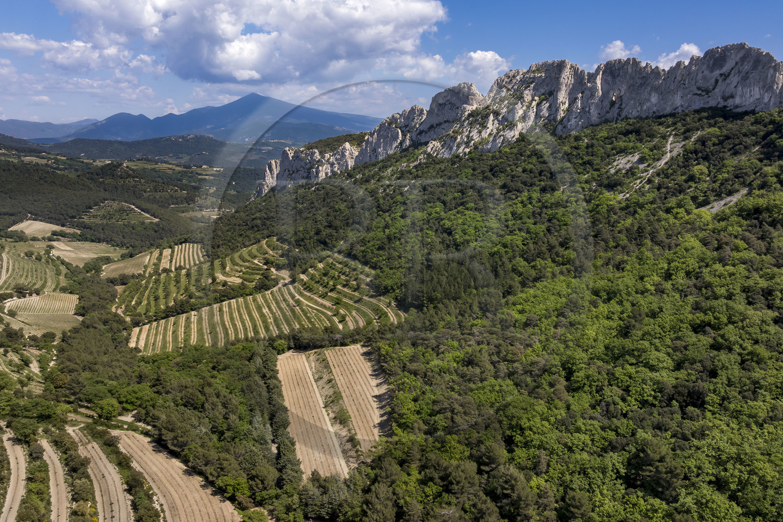 France, Vaucluse (84), Dentelles de Montmirail, Gigondas, la montagne des Dentelles Sarrasines et les vignobles en restanques au col du Cayron, le Mont Ventoux en arrière plan (vue aérienne)