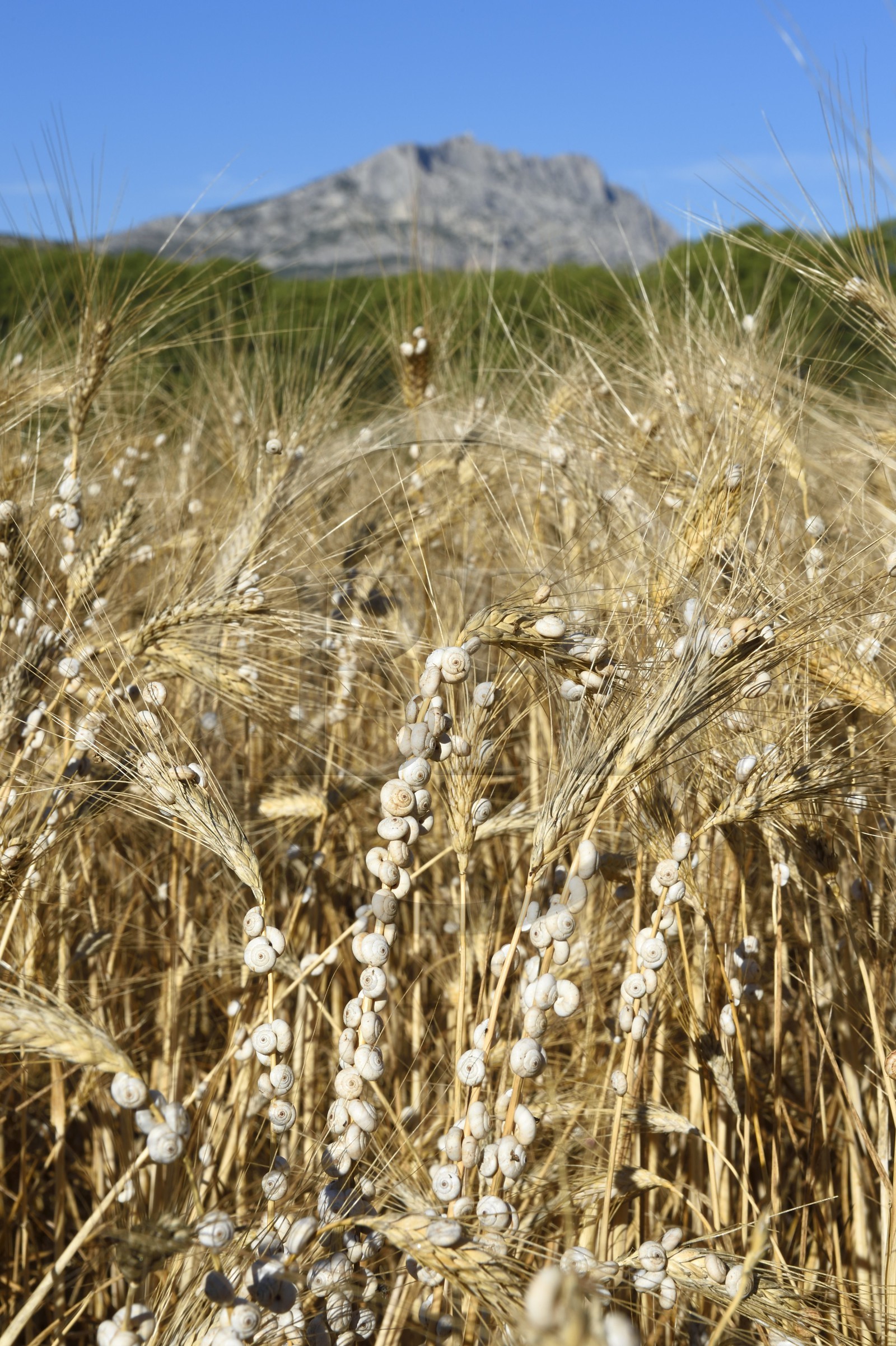 France, Bouches du Rhone, Aix en Provence region, towards the Tholonet, snails in a barley field in front of the Sainte Victoire mountain, Cezanne road