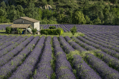 France, Drôme (26), parc naturel régional des Baronnies provençales, Vercoiran, maison au centre d'un champ de lavande