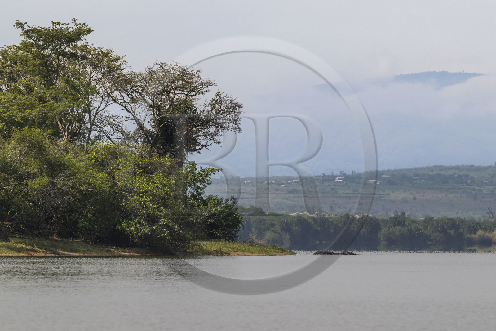 Rwanda, Akagera National Park, Lake Ihema, Hippopotamus (Hippopotamus amphibius) by the lake