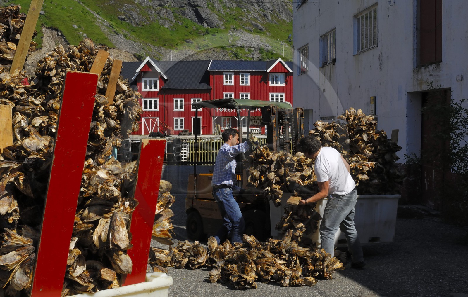 Norvège, Nordland, Iles Lofoten, Ile de Moskenes, stockage des morues séchées au village de A (Å)